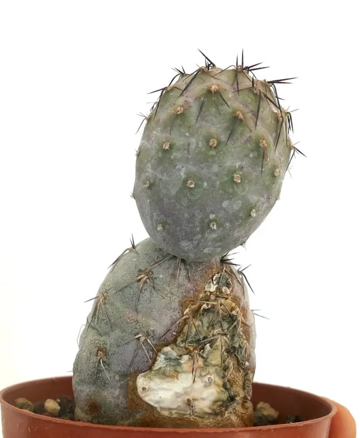 Tephrocactus geometricus BLACK SPINES - immagine 3