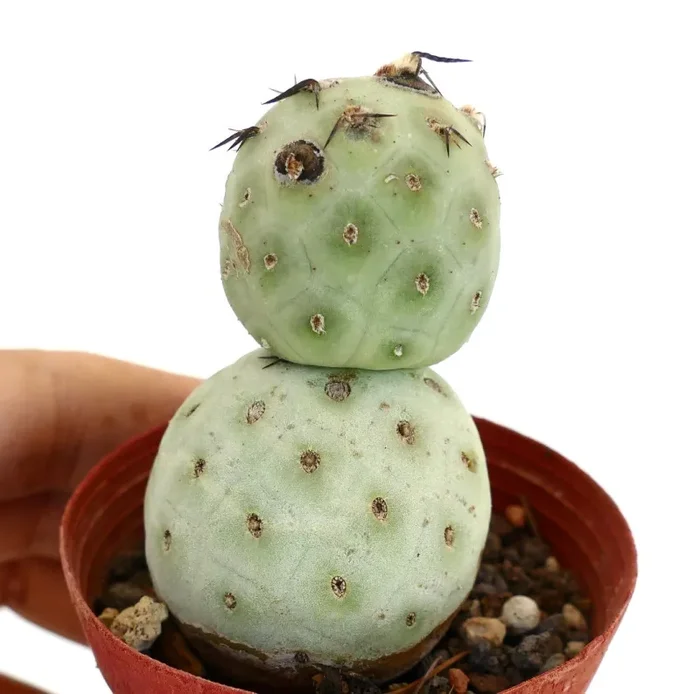 Tephrocactus geometricus BLACK SPINES - immagine 3