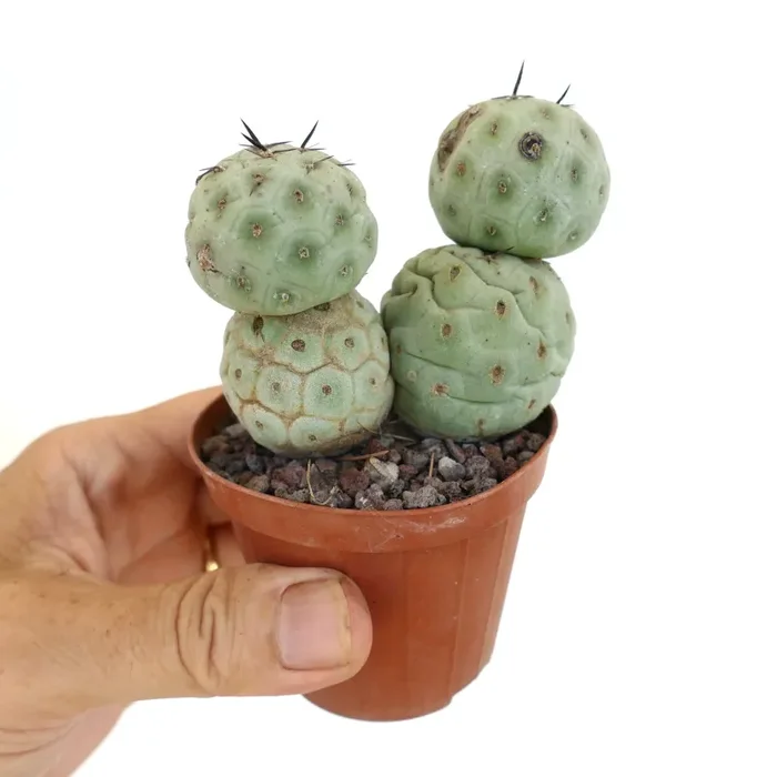 Tephrocactus geometricus BLACK SPINES - immagine 3