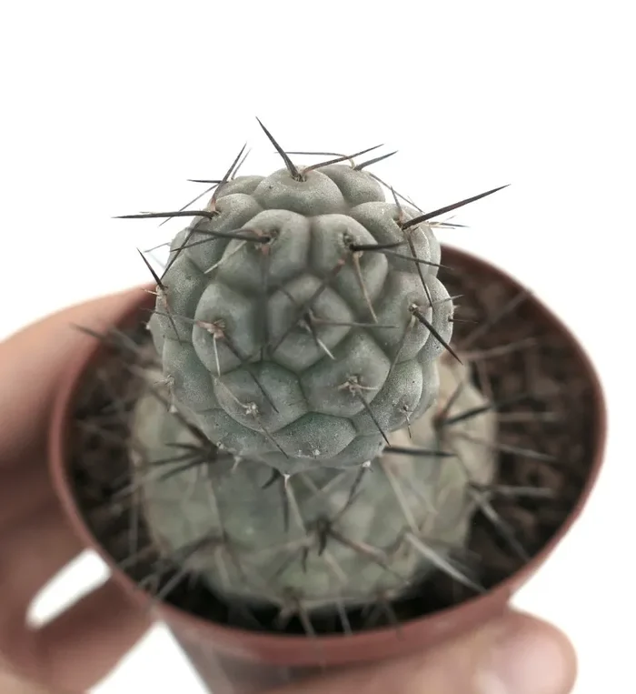 Tephrocactus geometricus BLACK SPINES Vendita calda
