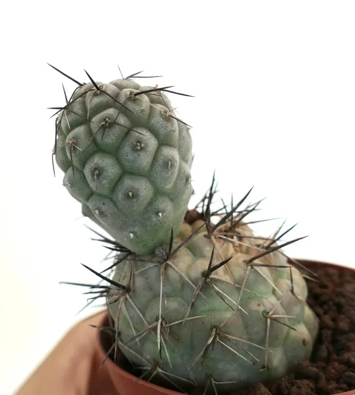 Tephrocactus geometricus BLACK SPINES Vendita calda - immagine 2