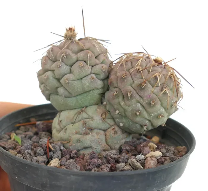 Tephrocactus geometricus BROWN SPINES - immagine 2