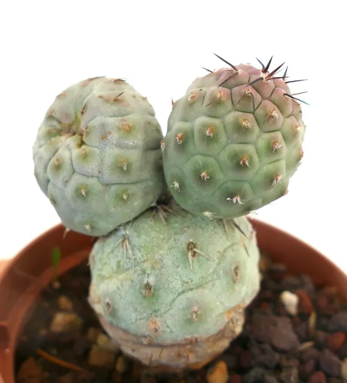 Tephrocactus geometricus BROWN SPINES Fornitura