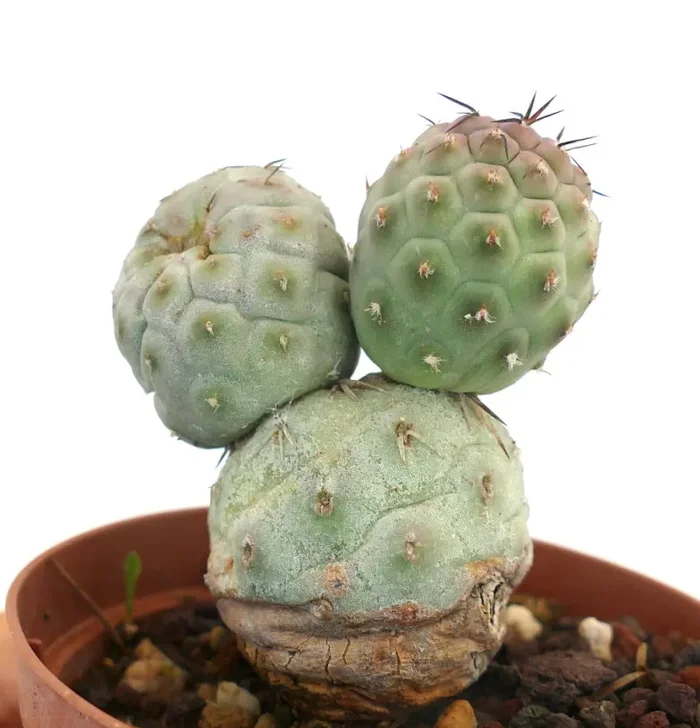 Tephrocactus geometricus BROWN SPINES Fornitura - immagine 2