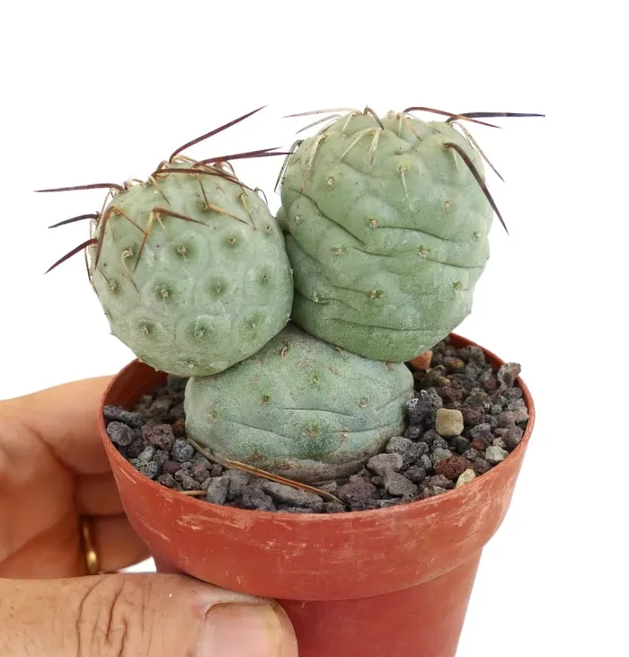Tephrocactus geometricus BROWN SPINES - immagine 2