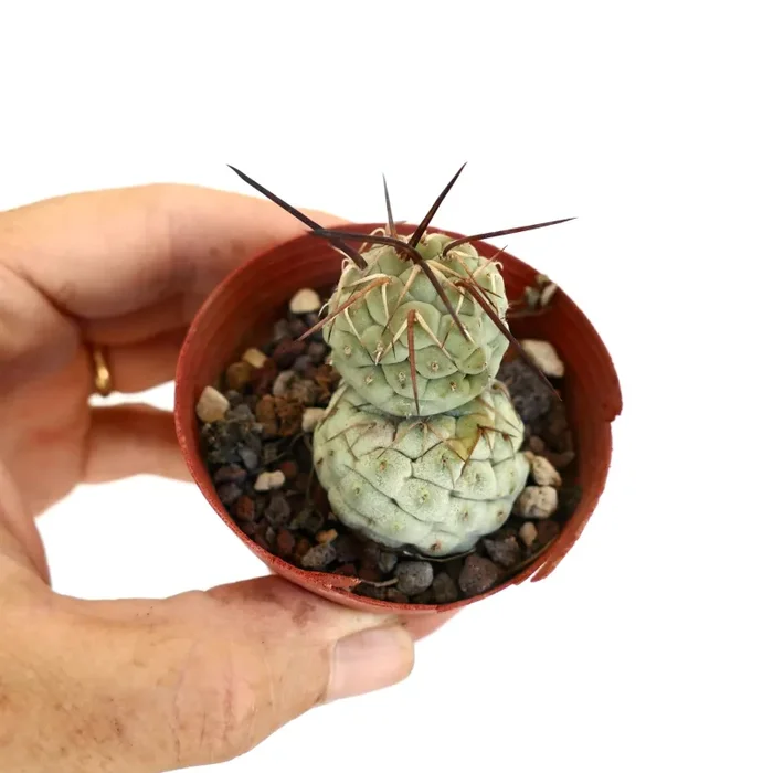 Tephrocactus geometricus BROWN SPINES - immagine 2
