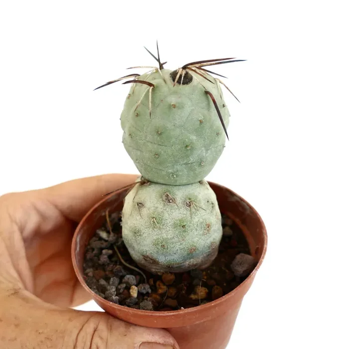 Tephrocactus geometricus BROWN SPINES - immagine 2