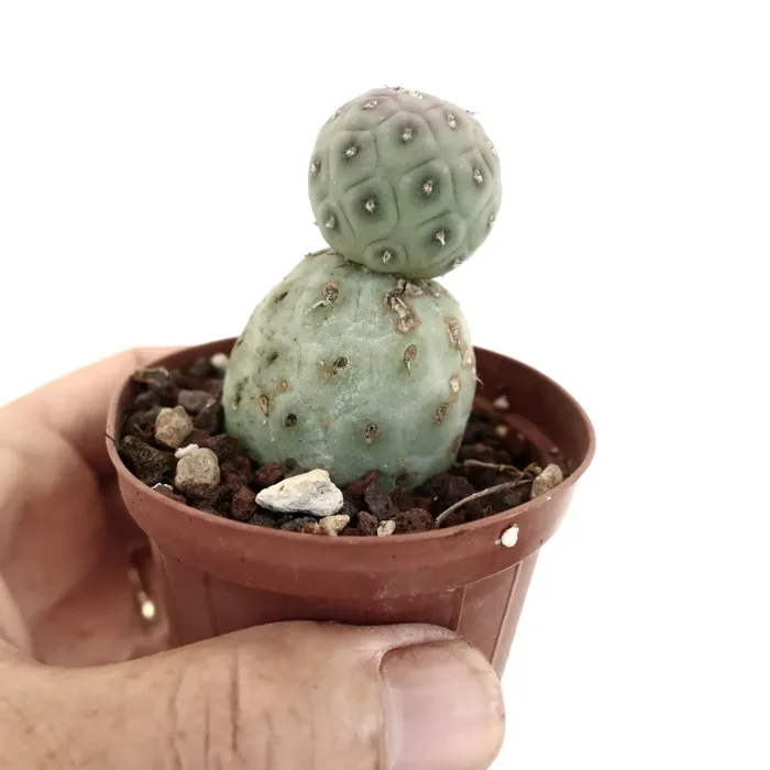 Tephrocactus geometricus Sconti