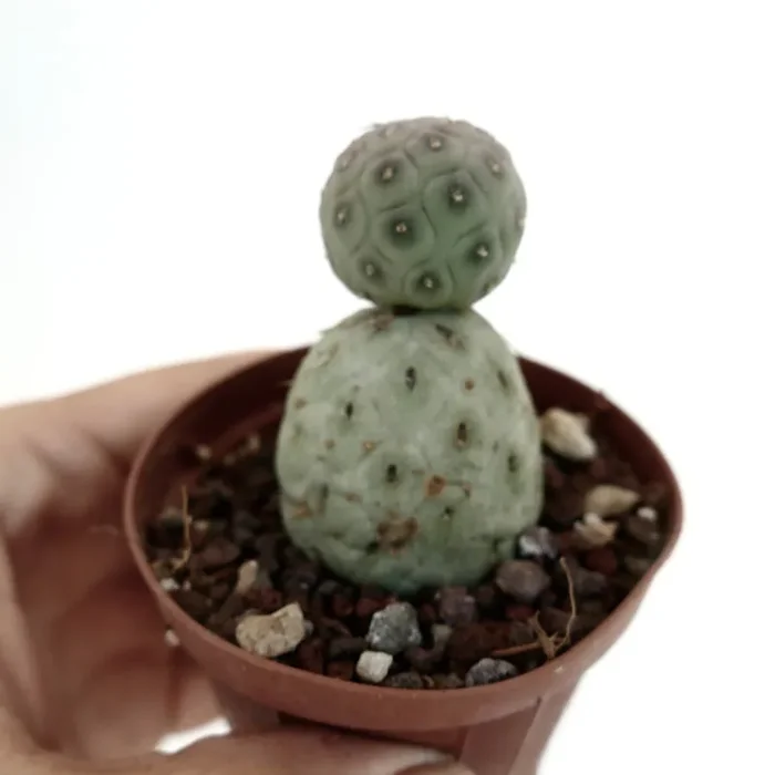 Tephrocactus geometricus Sconti - immagine 3