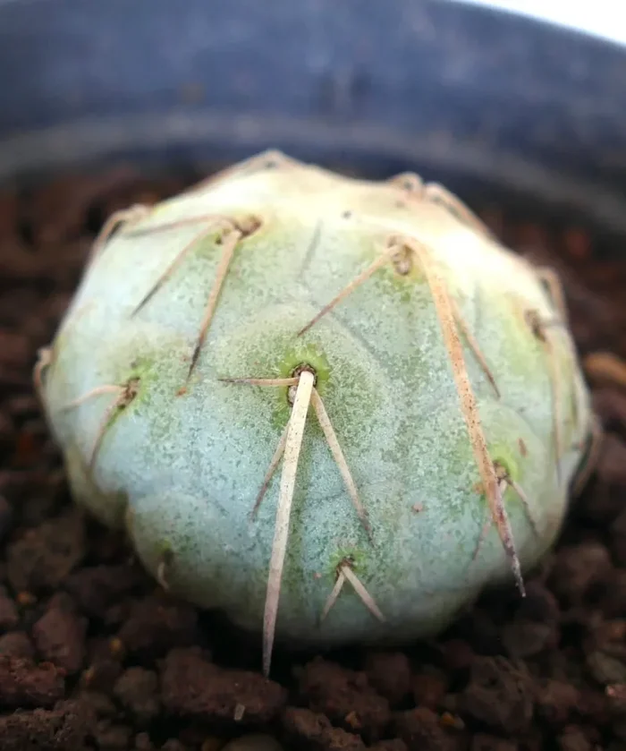 Tephrocactus geometricus WHITE SPINES