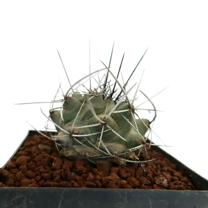 Thelocactus rinconensis var. nidulans - immagine 2