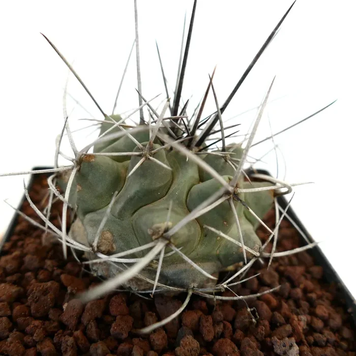 Thelocactus rinconensis var. nidulans - immagine 3