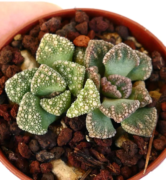 Titanopsis calcarea 2 heads GREEN FORM QR61 - immagine 2