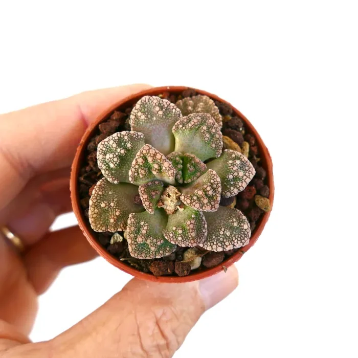 Titanopsis calcarea 2 heads GREEN FORM QR61 - immagine 2