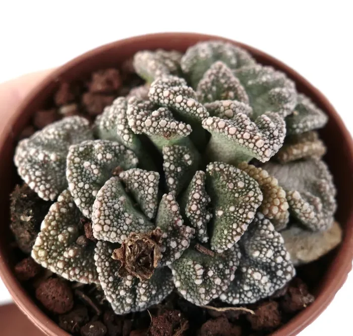Titanopsis calcarea DARK FORM M55 - immagine 2