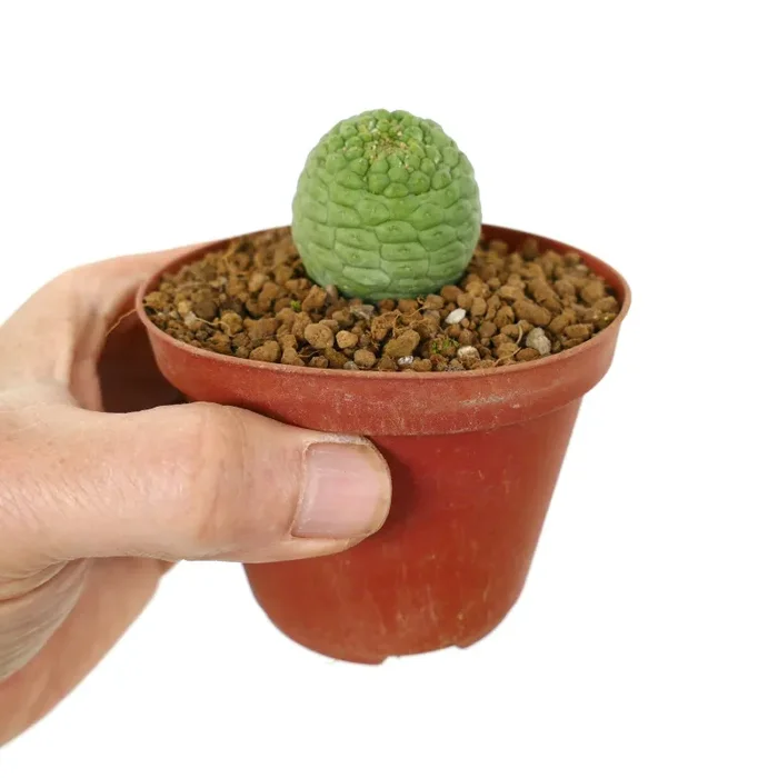 Trichocaulon cactiformis BA77-883