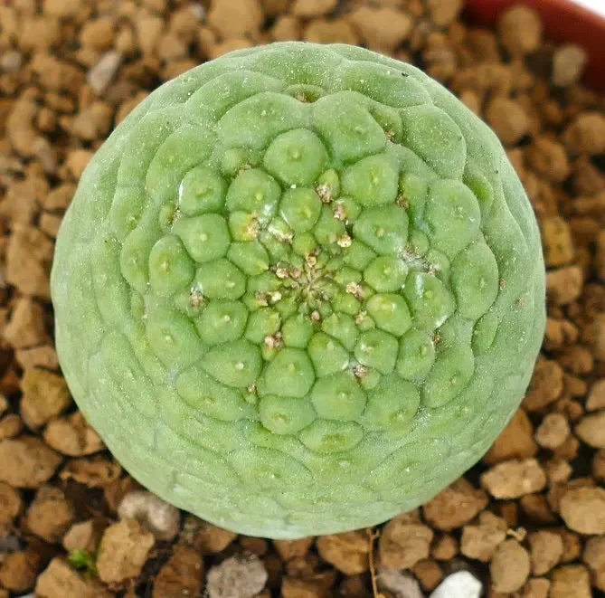 Trichocaulon cactiformis BA77-883 - immagine 2