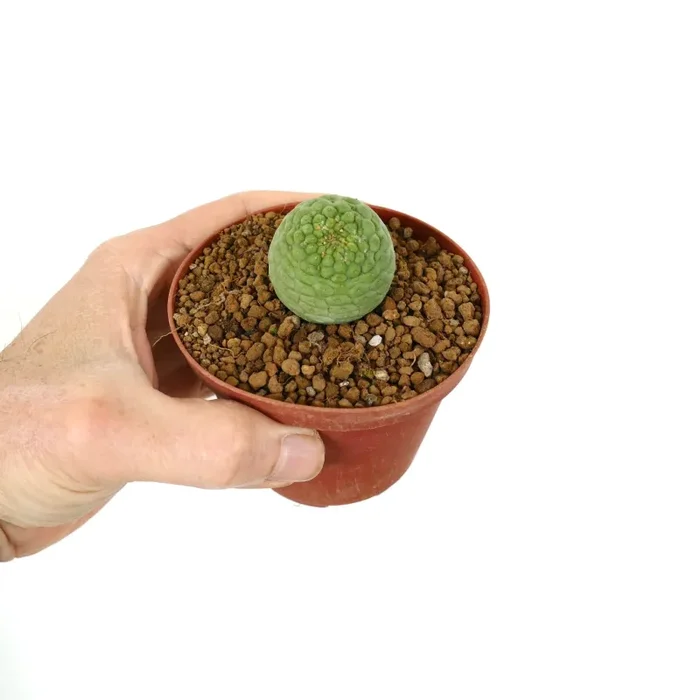 Trichocaulon cactiformis BA77-883 - immagine 3