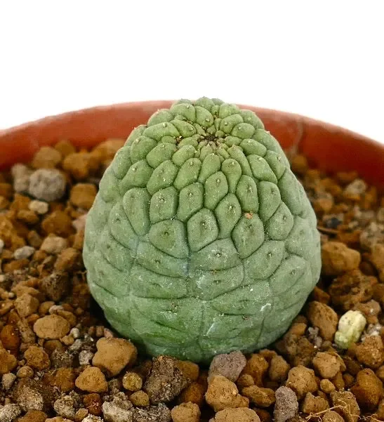 Trichocaulon cactiformis selected 23