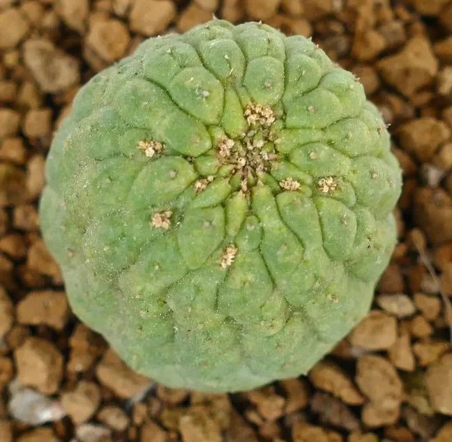 Trichocaulon cactiformis SPECIMEN C412 Sconti