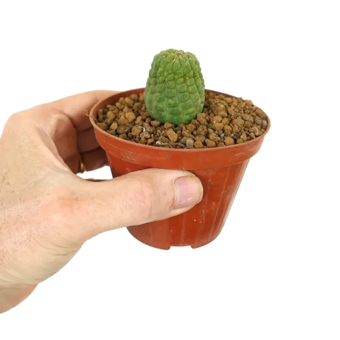 Trichocaulon cactiformis SPECIMEN C412 Sconti - immagine 2