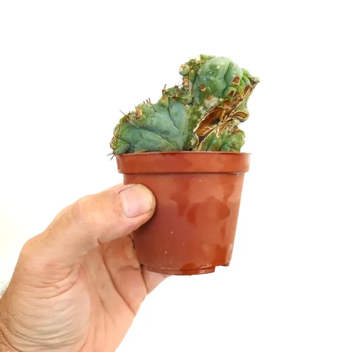 Trichocereus pachanoi MONSTRUOSUS RSTA - immagine 2