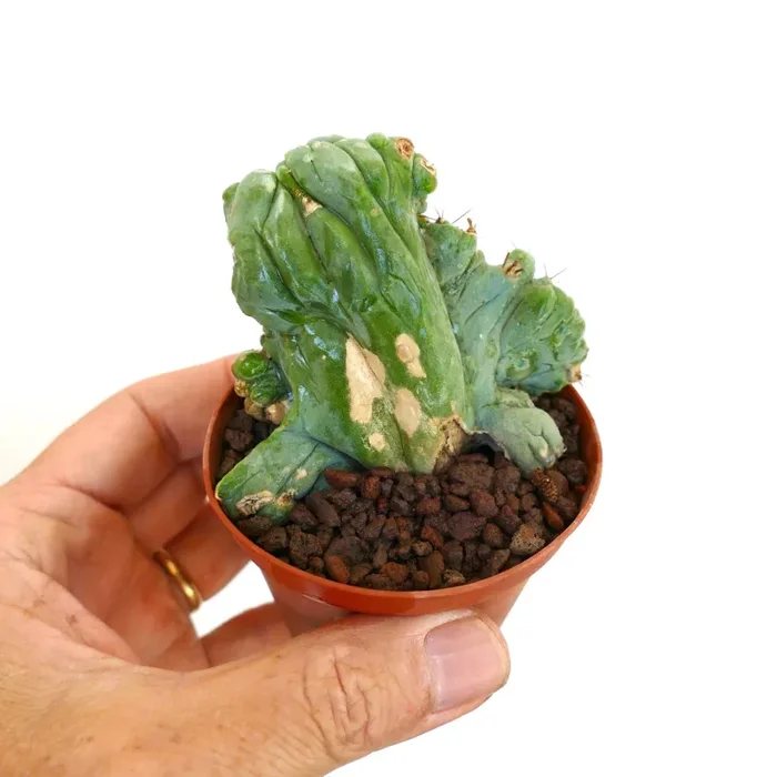 Trichocereus pachanoi MONSTRUOSUS RSTA - immagine 3