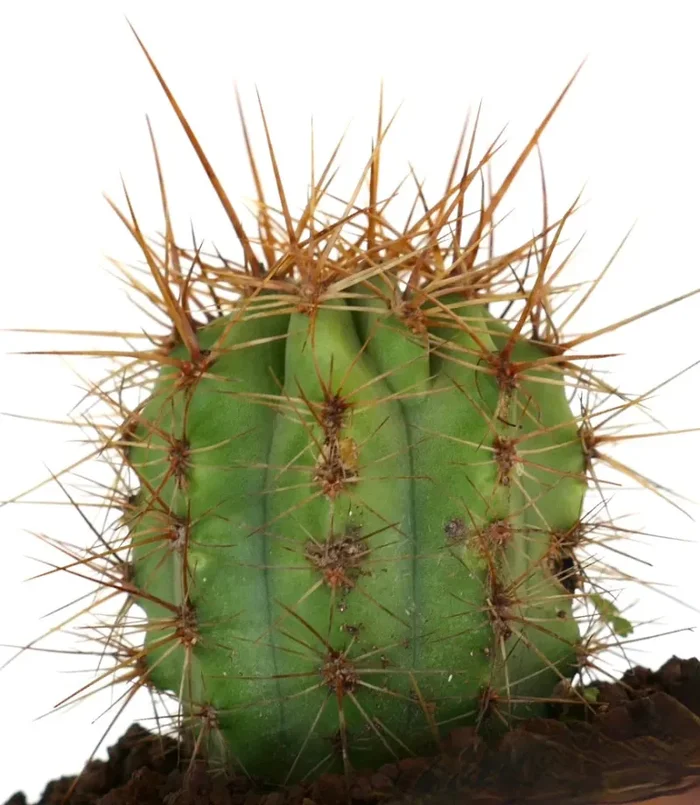 Trichocereus terscheckii - immagine 2