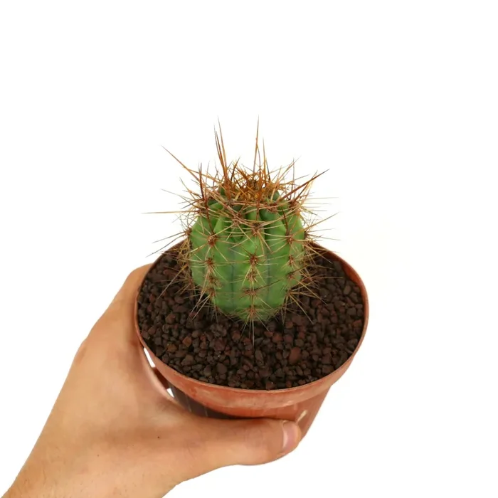 Trichocereus terscheckii - immagine 3