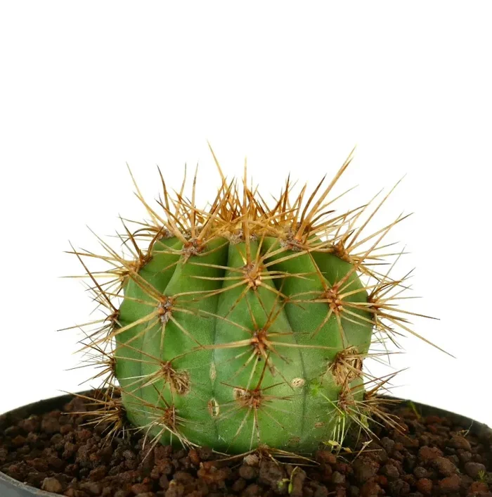 Trichocereus terscheckii - immagine 2