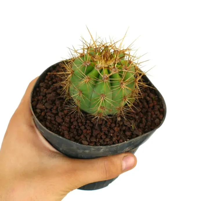 Trichocereus terscheckii - immagine 3