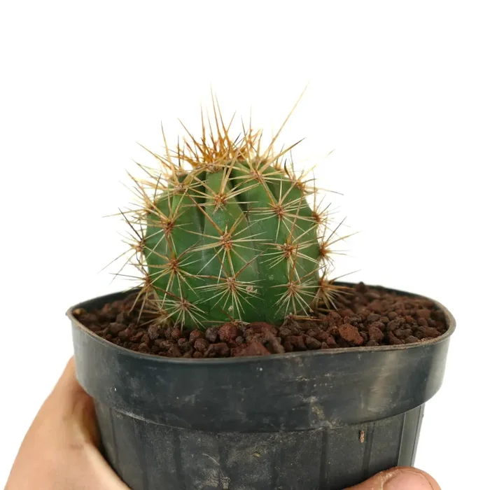 Trichocereus terscheckii - immagine 3