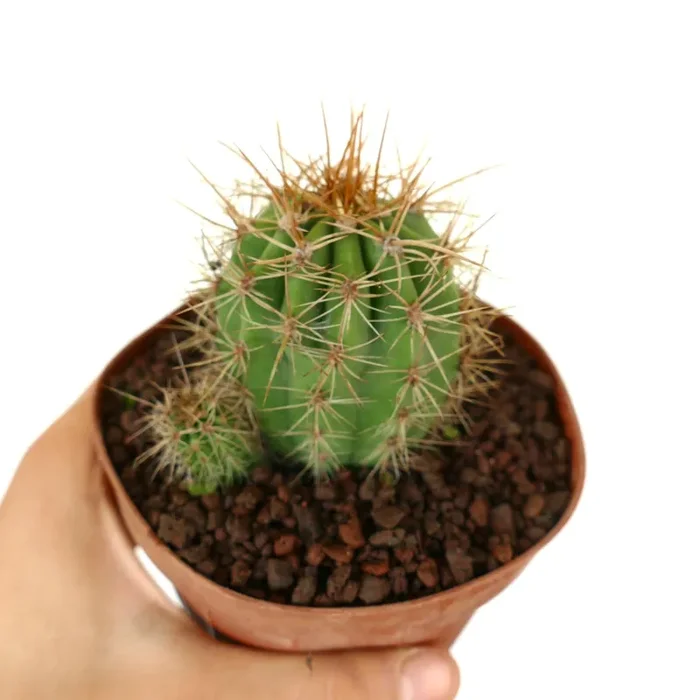 Trichocereus terscheckii Vendita calda