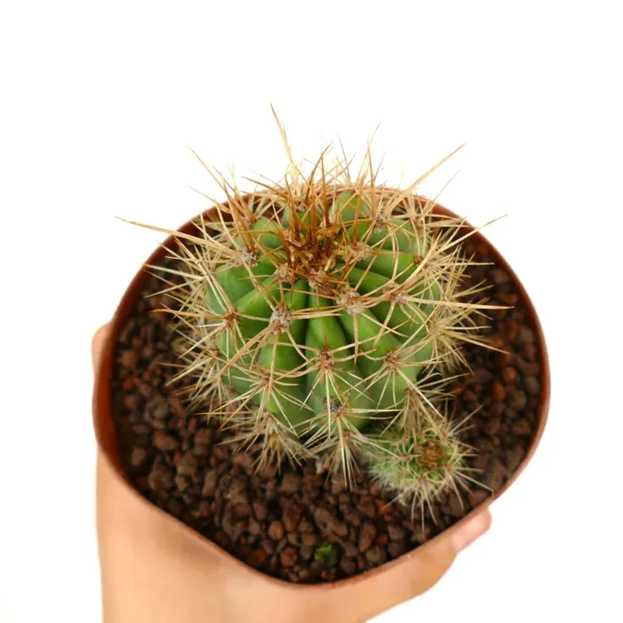 Trichocereus terscheckii Vendita calda - immagine 3