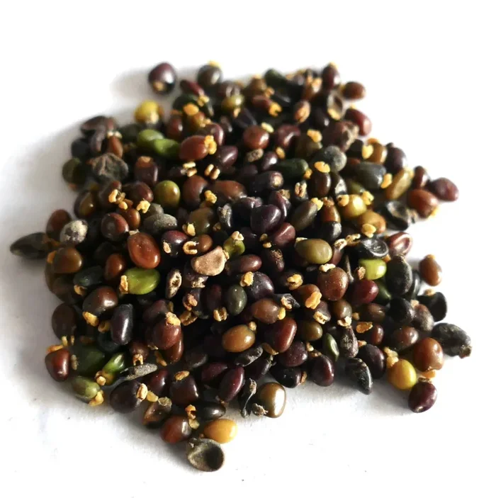 Ulex europaeus SEEDS - immagine 2