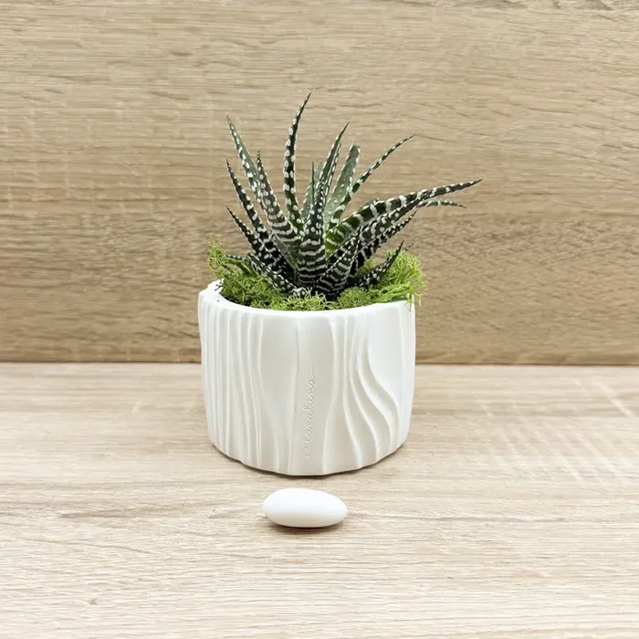 Vaso con Piantina e Muschio Claraluna