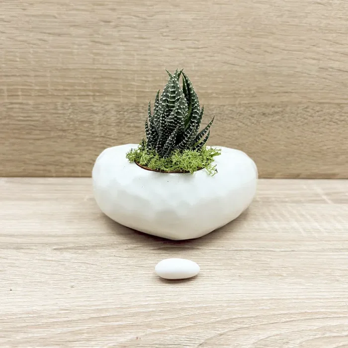 Vaso Cuore Bianco con Piantina e Muschio Claraluna Moda