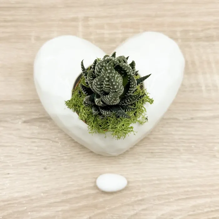 Vaso Cuore Bianco con Piantina e Muschio Claraluna Moda - immagine 3