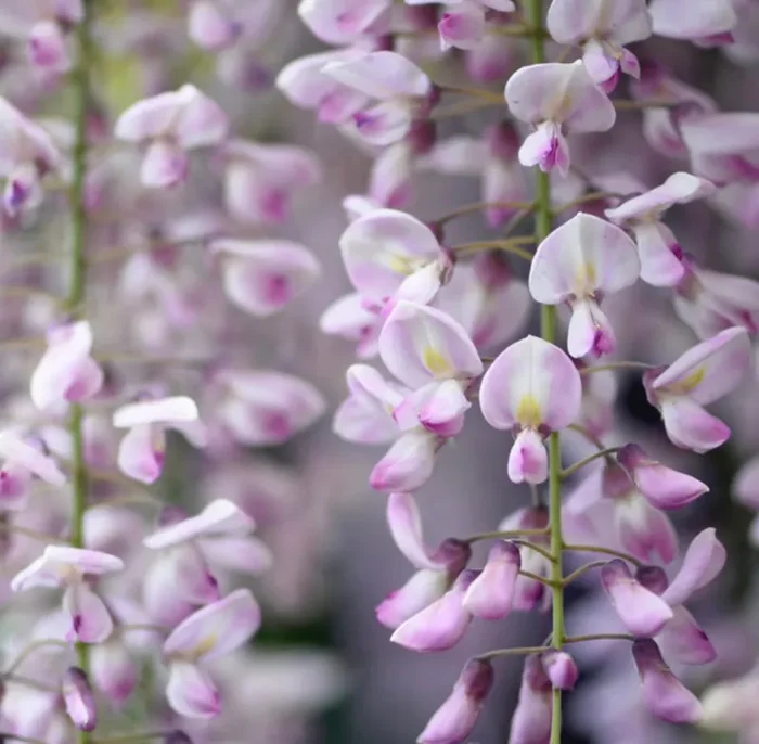 Wisteria floribunda from ROSEA